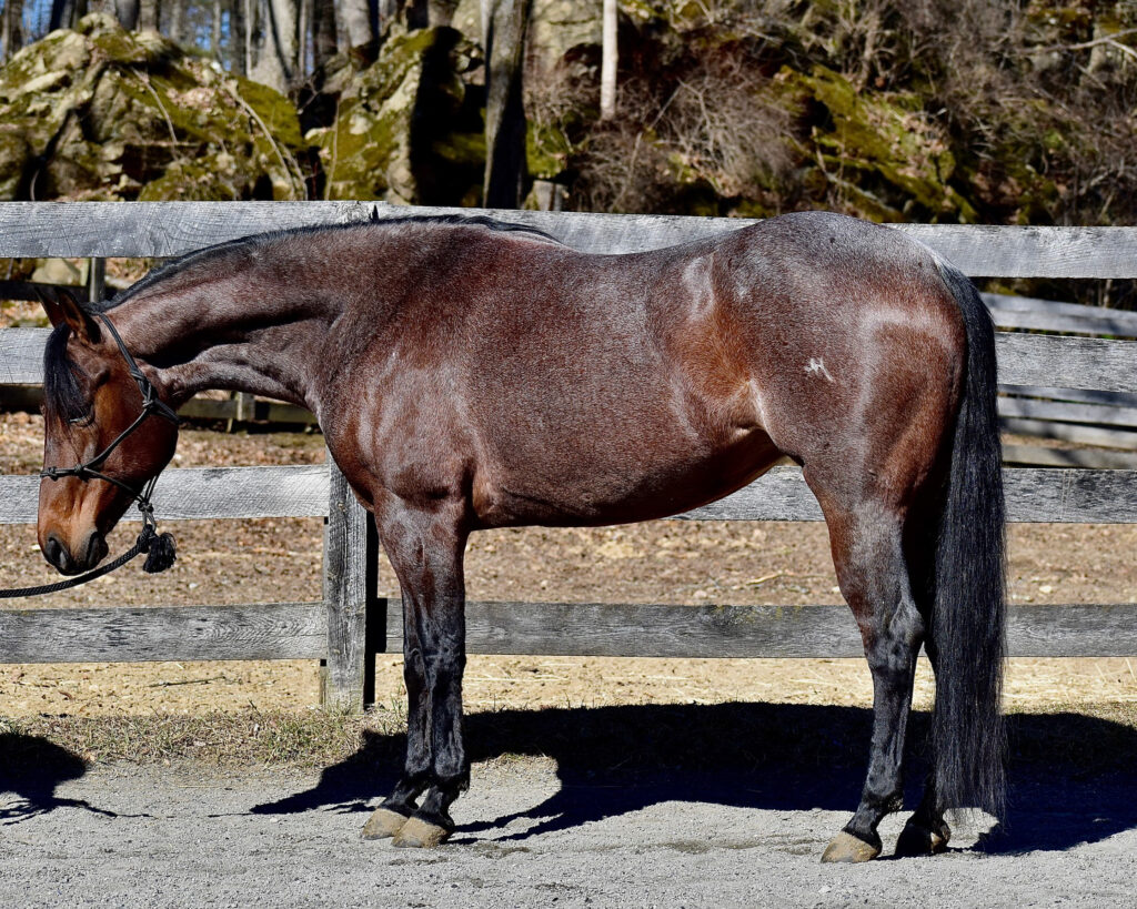 Fair Fox Farms – NJ's Largest Selection of Quality Horses